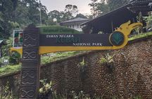 Kubah's Nocturnal Wonders Nighttime Frog Safari