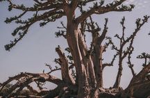 Quad tour of Somone Lagoon and Baobab Spider