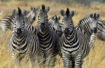 Sunset Safari Big 5 Aquila with Snacks and Wine Tasting