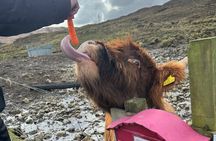 Ultimate Scottish Highlands Private Day Tour from Edinburgh