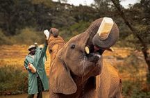 Giraffe Centre with Elephant Orphanage visit