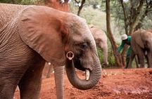 Giraffe Centre with Elephant Orphanage visit