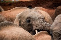 Giraffe Centre with Elephant Orphanage visit