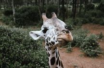 Giraffe Centre with Elephant Orphanage visit