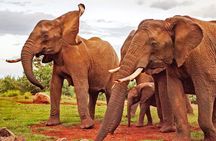 6 Days Private Rhino Conservation Safari in Kenya Tour