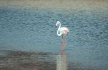Discover Qatar’s Hidden Gems: North & West Coast Private Tour