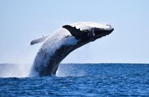 Whales Watching Hermanus Boat Trip and Private Wine Tour 