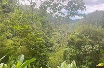 Wild Immersion: Hiking in the Heart of the Rainforest