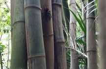 Wild Immersion: Hiking in the Heart of the Rainforest