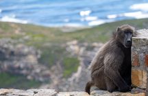 Private Full day Cape Peninsula, Penguins Tour (Customized tour)