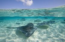 Cayman Combo Tour: Starfish Point, Stingray City & Coral Gardens