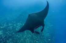 Nusa Penida Snorkeling in 3 Spots with Photo, Boat, and Land Tour