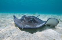 Cayman Combo Tour: Starfish Point, Stingray City & Coral Gardens