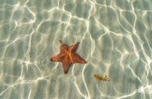 Cayman Adventure Stingrays Starfish plus Crystal Caves 