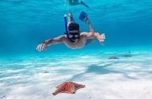 Cayman Combo Tour: Starfish Point, Stingray City & Coral Gardens