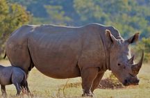Cape Town Full Day Aquila reserve safari