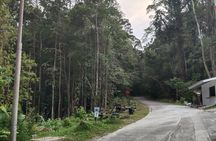 Kubah's Nocturnal Wonders Nighttime Frog Safari
