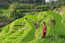 Bali Swing, Monkey Forest, Waterfall Tour