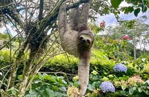 Rainforest Hike in Rio: Tijuca Waterfalls, Wildlife & Caves