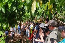 Cacao Walking Tour in Puerto Rico