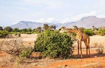 3 Days Private Safari to Tsavo West and East Park from Mombasa