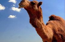 Camel Riding in Agadir