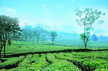 Private Sapa Motorbike Tour - Tea Hill