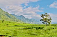 Private Sapa Motorbike Tour - Tea Hill