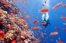 Try Scuba Diving in Racha Yai and Noi for Non-Certified