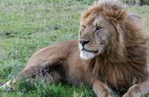 7 Day Tanzania Wildlife and Culture Tour