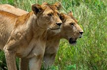 7 Day Tanzania Wildlife and Culture Tour