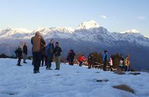 7 Days Tour on Poon Hill Trek and Chitwan Jungle Safari 