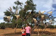 Uncover Taroudant & Tiout Full-Day Journey with Dinner - Agadir