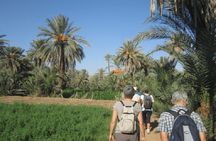 Uncover Taroudant & Tiout Full-Day Journey with Dinner - Agadir