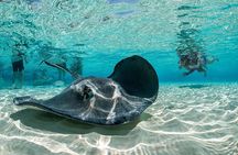 Cayman Combo Tour: Stingrays, Starfish Point and Crystal Caves 