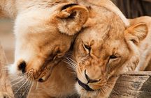 Explore 5 Days Group Tour in Tanzania