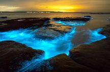 Grand Cayman Bioluminescent Bay Tour 