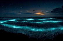 Grand Cayman Bioluminescent Bay Adventure