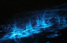 Grand Cayman Bioluminescent Bay Adventure