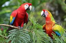 Roatán Private Snorkeling, Wildlife Park, and West Bay Beach