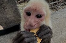 Roatan Monkey and Sloth Park & Private Island Tour 