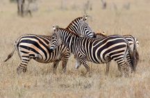 Private Tour to Aquila Game Reserve in Cape Town - see the Big5