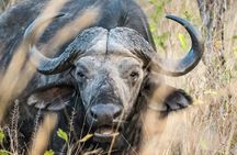 Amazing Safari at Game Reserve in Cape Town - see the Big5