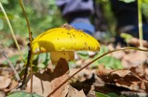 Mushroom Tour from Mexico City