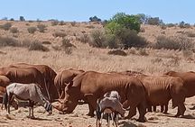 Rhino and Lion Park Safari