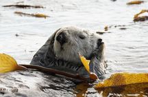 Premier Whale Watching and Wildlife Tour