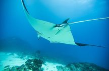 Nusa Penida Private Diving Tour by Speedboat