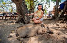 Pig Island Snorkeling & Sightseeing Tour By Speedboat From Koh Samui