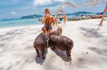 Pig Feeding, Kayaking, Snorkeling Trip at Pig Island By Speedboat From Koh Samui