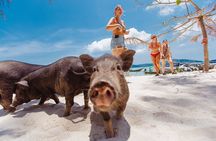 Pig Feeding, Kayaking, Snorkeling Trip at Pig Island By Speedboat From Koh Samui
